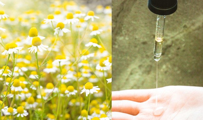 Eingestelltes Kamillenextrakt